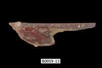 藏品(朱紅鶯蛤)的圖片